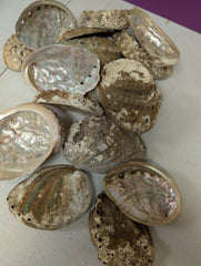Raw Small Abalone Shell - Haliotis - ShellsLoving Coastal Living
