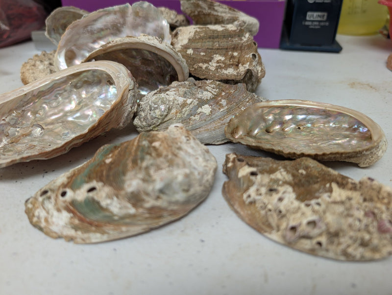 Raw Small Abalone Shell - Haliotis - ShellsLoving Coastal Living