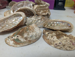 Raw Small Abalone Shell - Haliotis - ShellsLoving Coastal Living