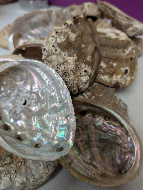 Raw Small Abalone Shell - Haliotis | Loving Coastal Living