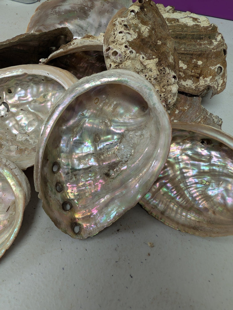 Raw Small Abalone Shell - Haliotis - ShellsLoving Coastal Living