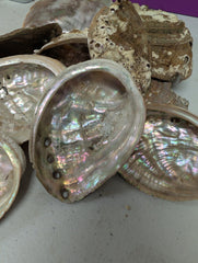 Raw Small Abalone Shell - Haliotis - ShellsLoving Coastal Living