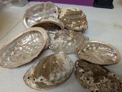 Raw Small Abalone Shell - Haliotis - ShellsLoving Coastal Living