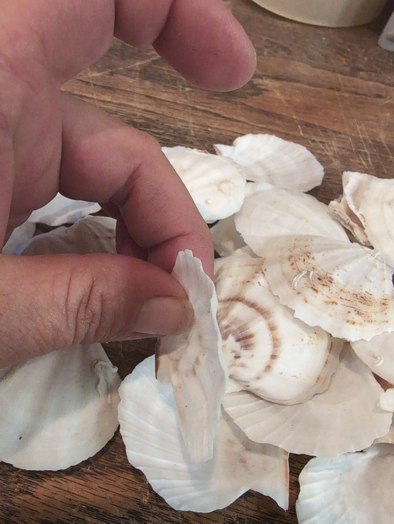 Raw White Thin Scallop - Pecten Plica - Loving Coastal Living