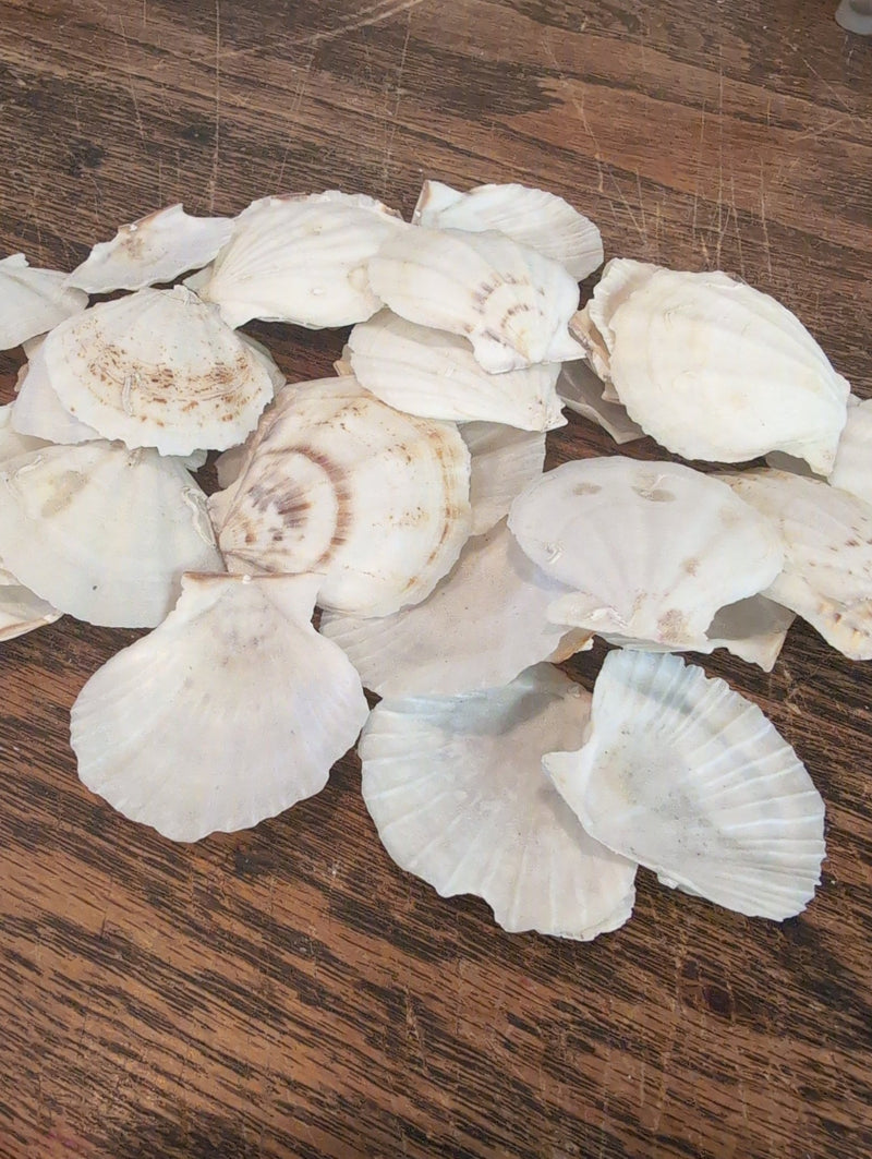 Raw White Thin Scallop - Pecten Plica - Loving Coastal Living