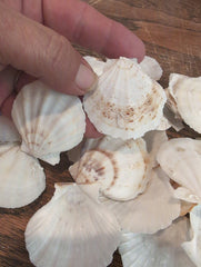 Raw White Thin Scallop - Pecten Plica - Loving Coastal Living