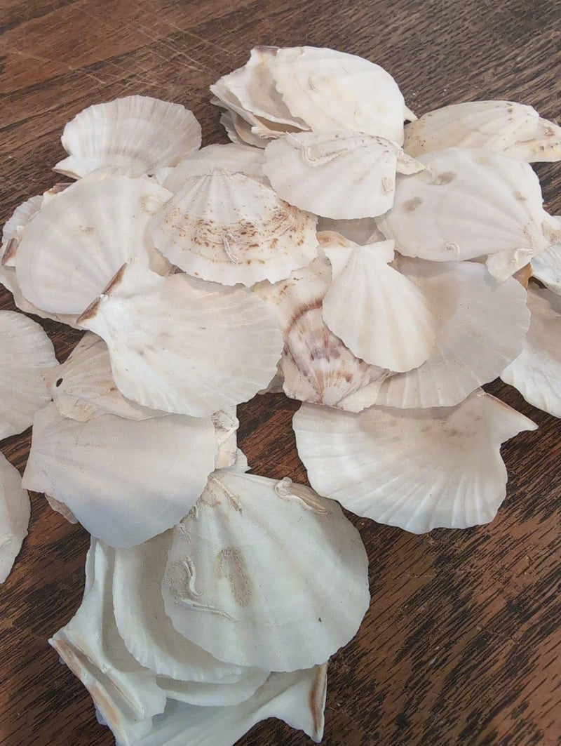 Raw White Thin Scallop - Pecten Plica - Loving Coastal Living