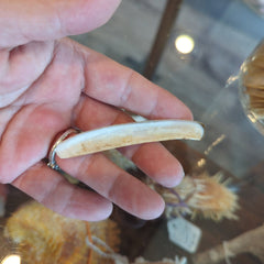 Razor Clams - Loving Coastal Living