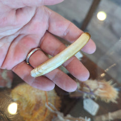 Razor Clams - Loving Coastal Living