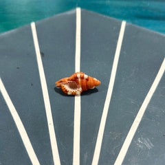 Red Breasted Triton - ShellsLoving Coastal Living