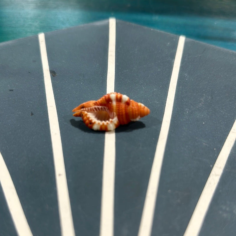 Red Breasted Triton - ShellsLoving Coastal Living