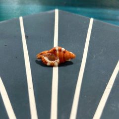 Red Breasted Triton - ShellsLoving Coastal Living