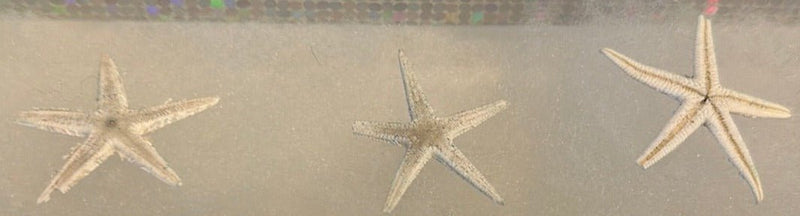 Red, White, & Blue Flat Starfish - ShellsLoving Coastal Living