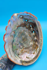 Genuine Red Abalone Display Radiant Pearl Coastal Accent