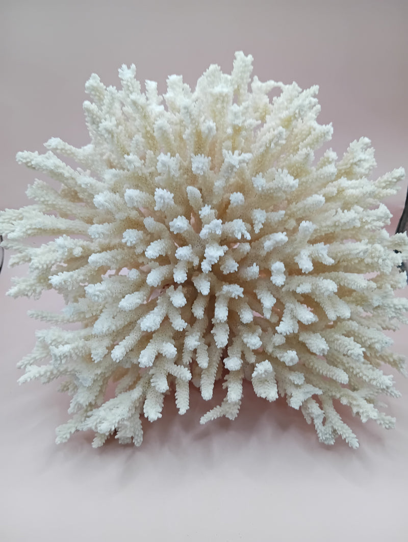 Vintage cream table coral with flattened branches – 10 x 6 x 7.5 inches coastal décor accent