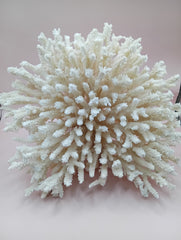 Vintage cream table coral with flattened branches – 10 x 6 x 7.5 inches coastal décor accent