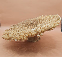 Natural dried table coral specimen with dense, beige-colored branching, ideal for coastal home décor, beach wedding centerpieces, or marine-themed interior styling