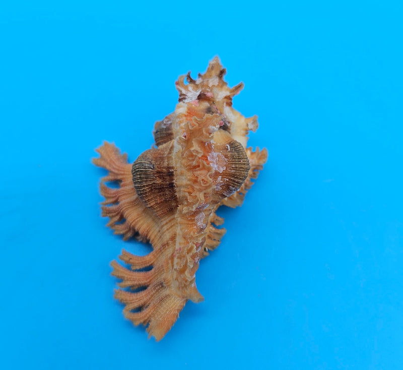  Murex crocatus shell, 2.2 inches, orange spiny fronds with intricate ridges, from Zambales, Philippines.