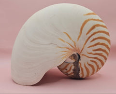 8-inch natural nautilus shell with smooth spiral pattern and creamy pearlescent finish.