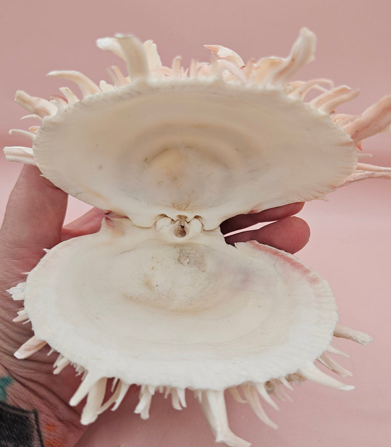Stunning 5" hinged Spondylus shell in blush pink with long spines and natural texture—perfect for display in coastal or ocean-themed spaces