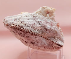 Barnacle-encrusted Lion's Paw seashell pair, 5.9x5.3 inches – natural marine texture