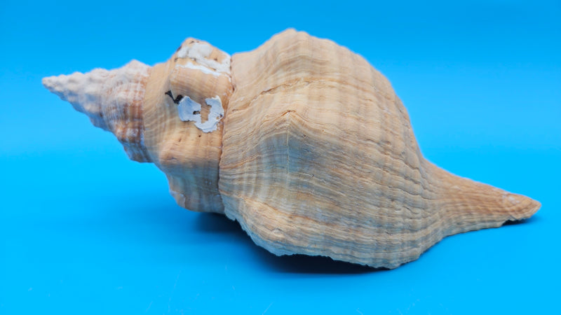 Rare Apricot Horse Conch Display Shell Premium Coastal Home Decor 11"