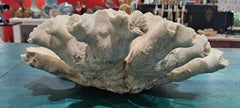 large vintage white open brain coral specimen with radial pattern 