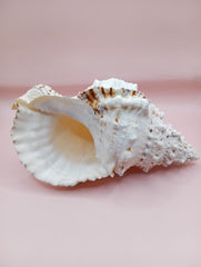 Large Frog Conch Shell 9.75 Bursa Bulba Tutufa bubo