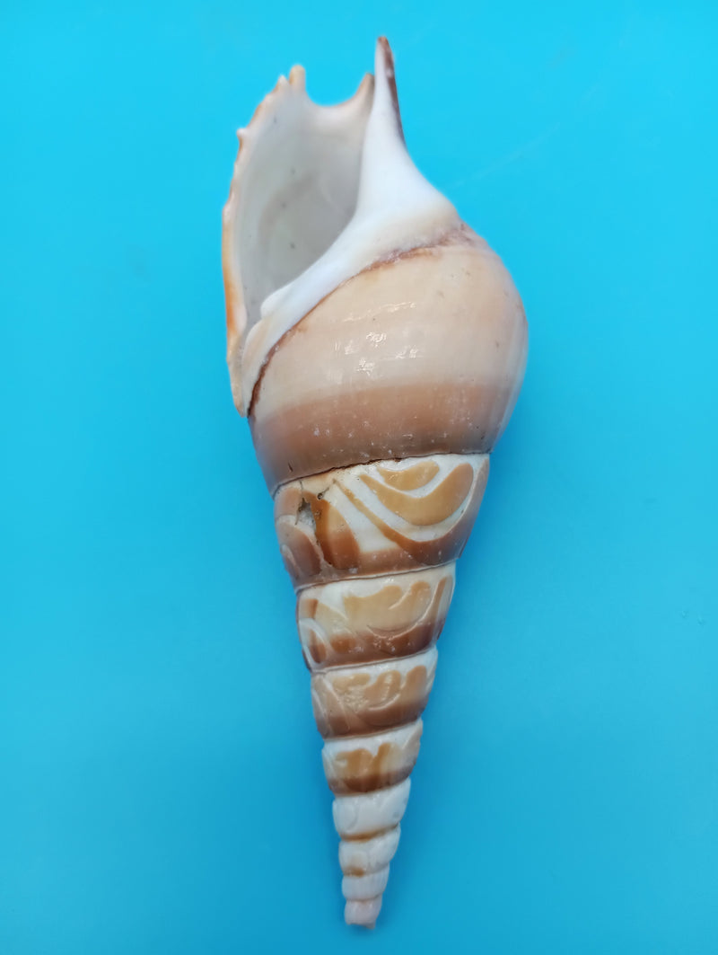 4.8" carved Tibia shell with seagull coastal scene