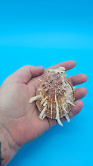 Spiny Spondylus Shell Pair 3.5