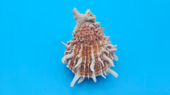 Spiny Spondylus Shell Pair 3.5