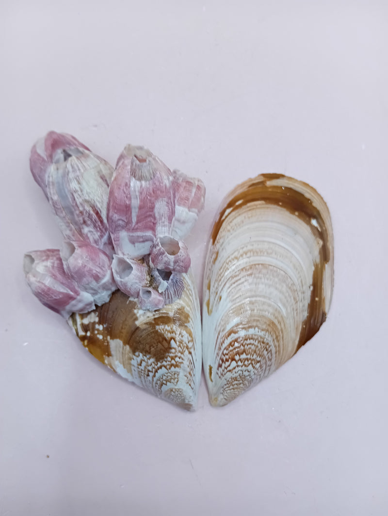 Natural paired mussel shell with barnacle clusters and glossy brown, tan, and cream tones – coastal display shell by Loving Coastal Living