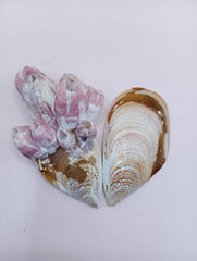 Natural paired mussel shell with barnacle clusters and glossy brown, tan, and cream tones – coastal display shell by Loving Coastal Living
