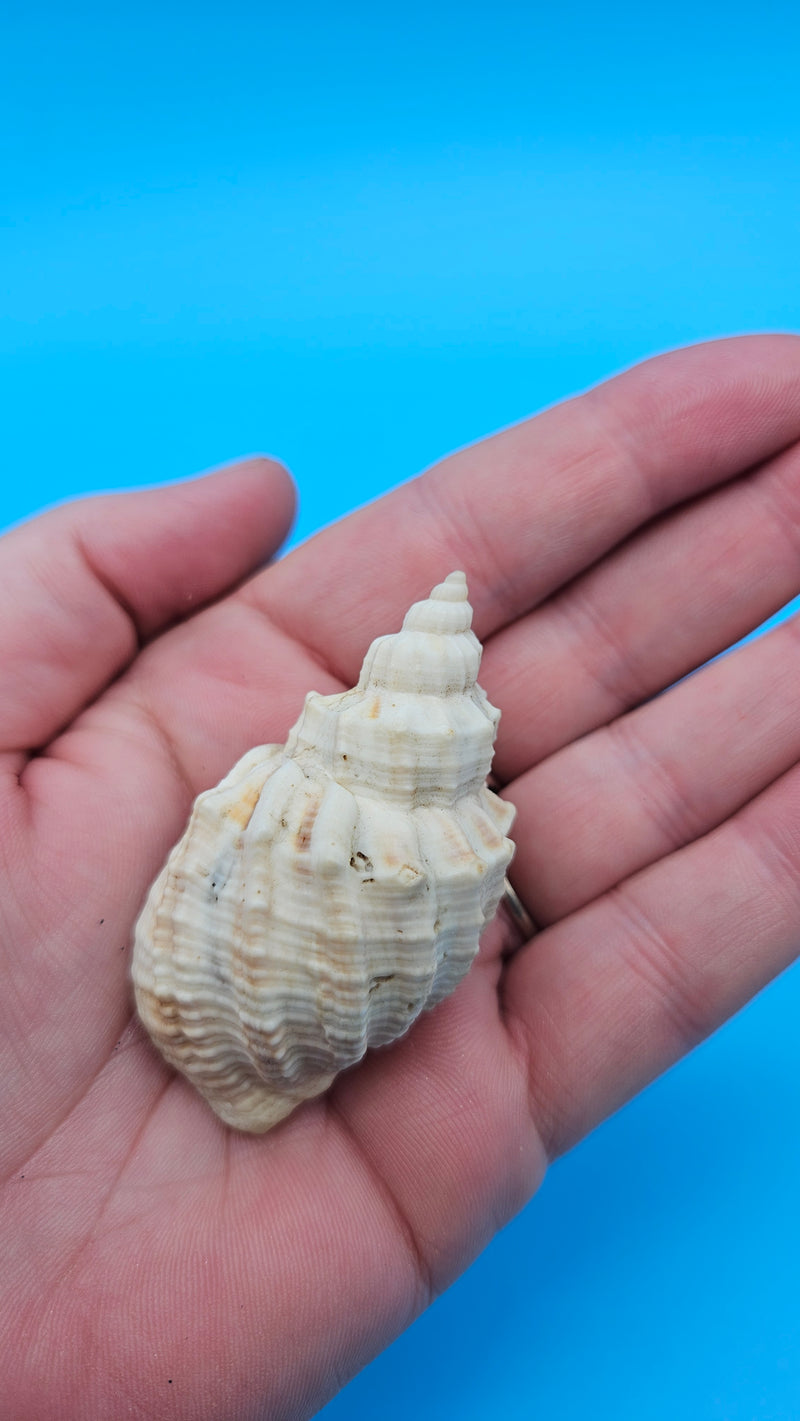 Sydaphera spengleriana shell, ribbed spiral form, creamy beige tones with subtle brown banding, 2.3 inches.