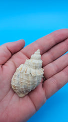 Sydaphera spengleriana shell, ribbed spiral form, creamy beige tones with subtle brown banding, 2.3 inches.