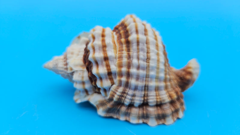 Distorsio anus shell, 3 inches, ribbed twisted form with brown-and-cream stripes and flared lip.