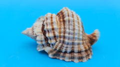 Distorsio anus shell, 3 inches, ribbed twisted form with brown-and-cream stripes and flared lip.