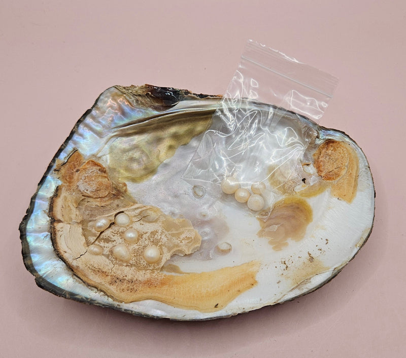 Pearl oyster shell with natural blister pearls inside and three loose pearls in a plastic bag on a pink background
