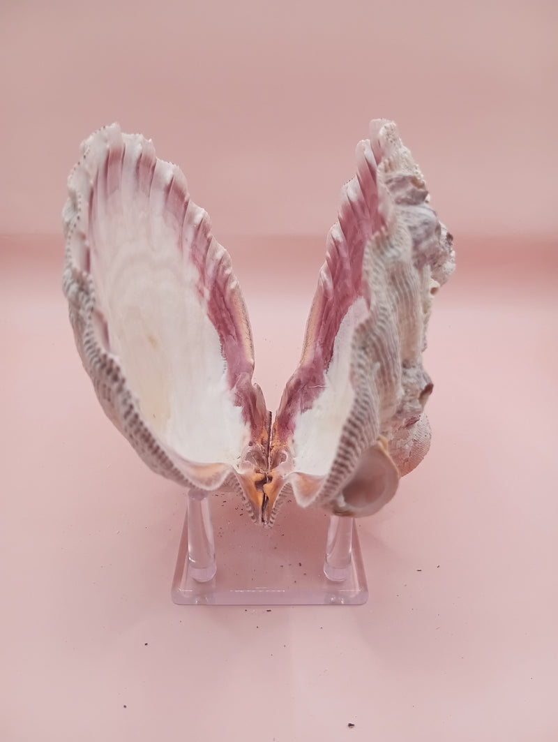 Natural Lion's Paw Seashell Pair – 5.4" x 4.8" – Coastal Display with Barnacles