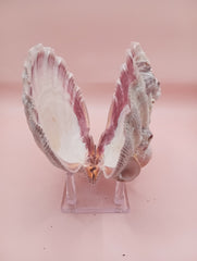 Natural Lion's Paw Seashell Pair – 5.4
