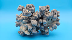 Clustered Blue Ridge Coral with natural gray-blue pores on a blue background