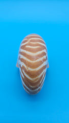 Tiger Nautilus Shell – Striking Natural Ocean Decor 3