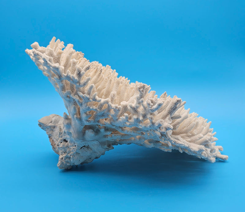 Vintage table coral specimen for coastal home decor - natural marine piece
