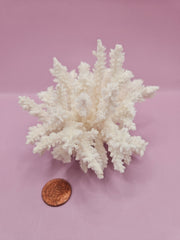 Table Coral ACROPORA LATISTELLA 3.8