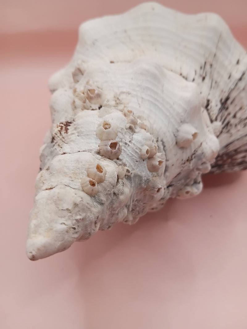 Large white horse conch shell with barnacles, 11.5 inches long