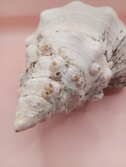 Large white horse conch shell with barnacles, 11.5 inches long