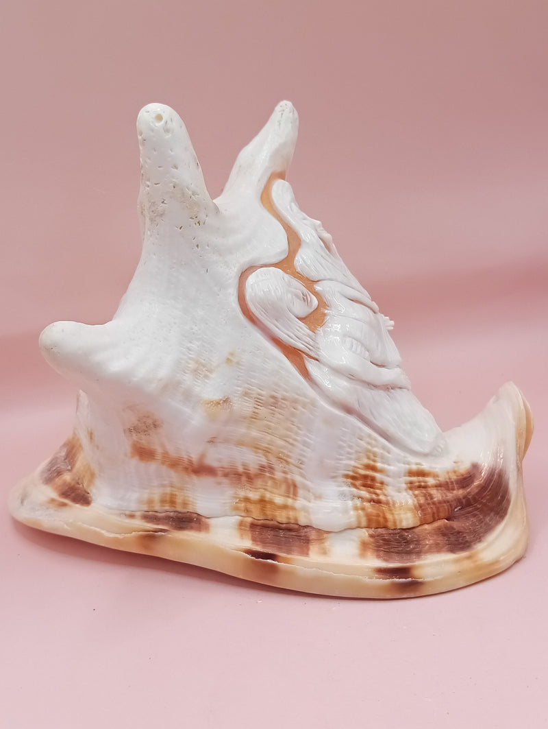 Hand Carved Yellow Helmet Shell with Religious Scene – 7.8 Inches