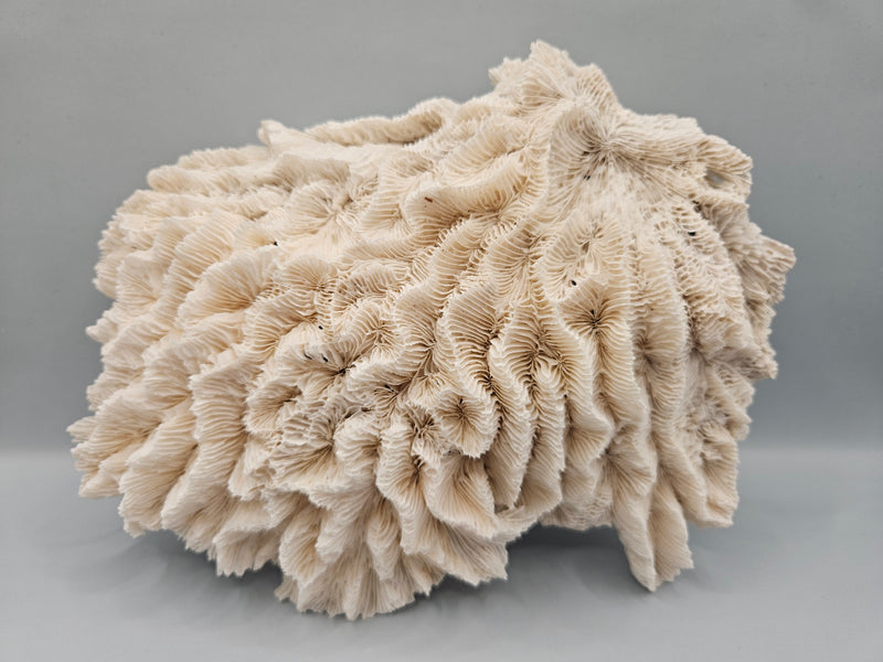 Vintage lettuce coral, 8.5 inches by 6.5 inches, with layered texture resembling lettuce leaves, perfect for coastal décor or collections.