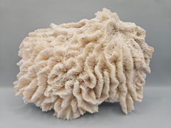 Vintage lettuce coral, 8.5 inches by 6.5 inches, with layered texture resembling lettuce leaves, perfect for coastal décor or collections.