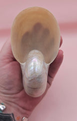Polished Pearl Nautilus Shell – Elegant Ocean Décor (3.75